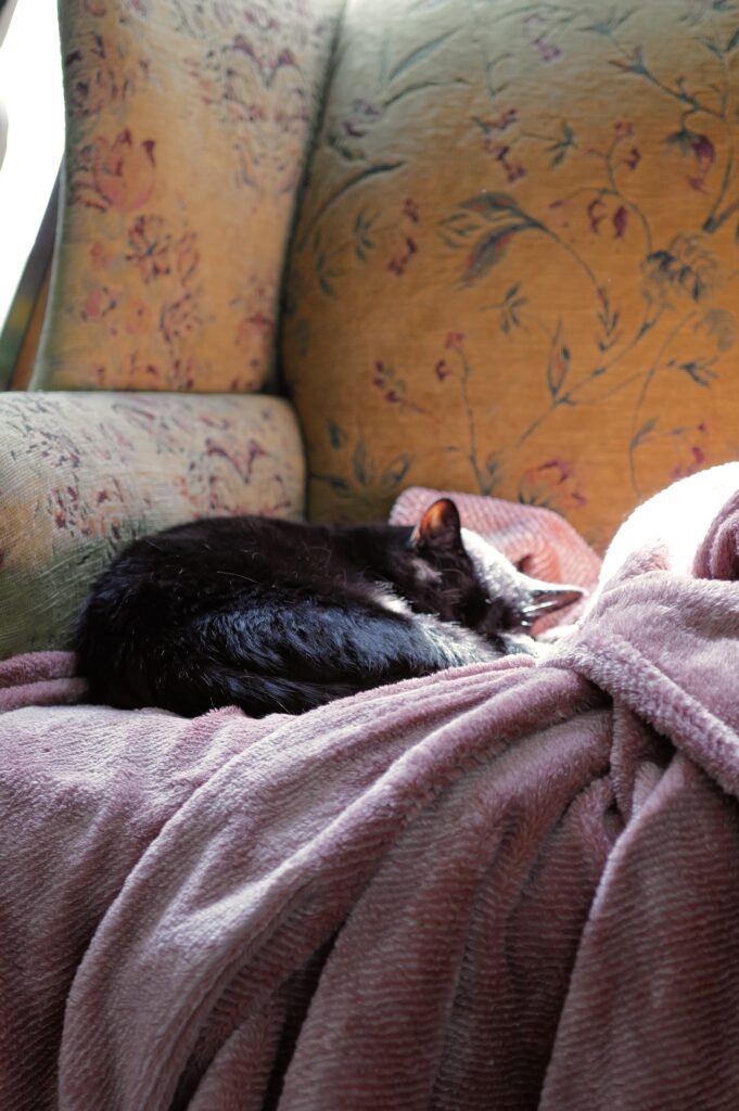 Mandu, one of Kelsey's cats, curled up at home in Chittenango — the quieter side of life as a wedding photographer in Central New York